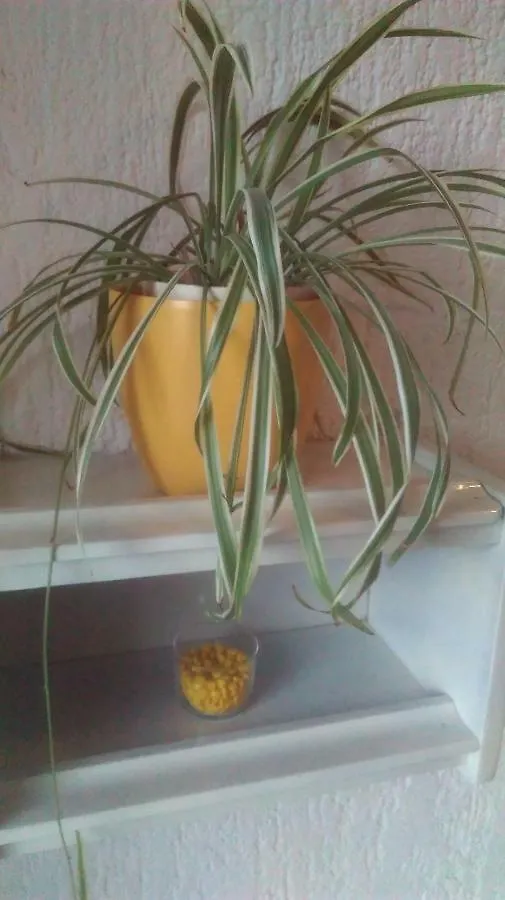 Apartman Lori Novi Vinodolski